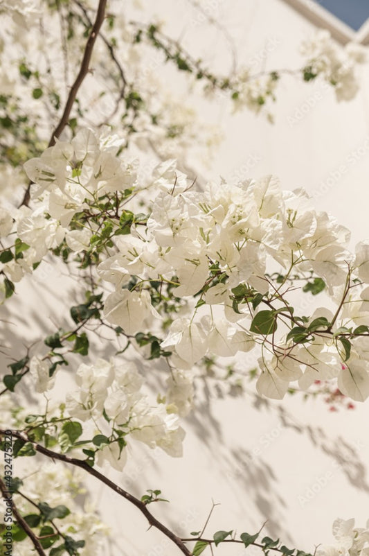 Mother's Day Gift Ideas